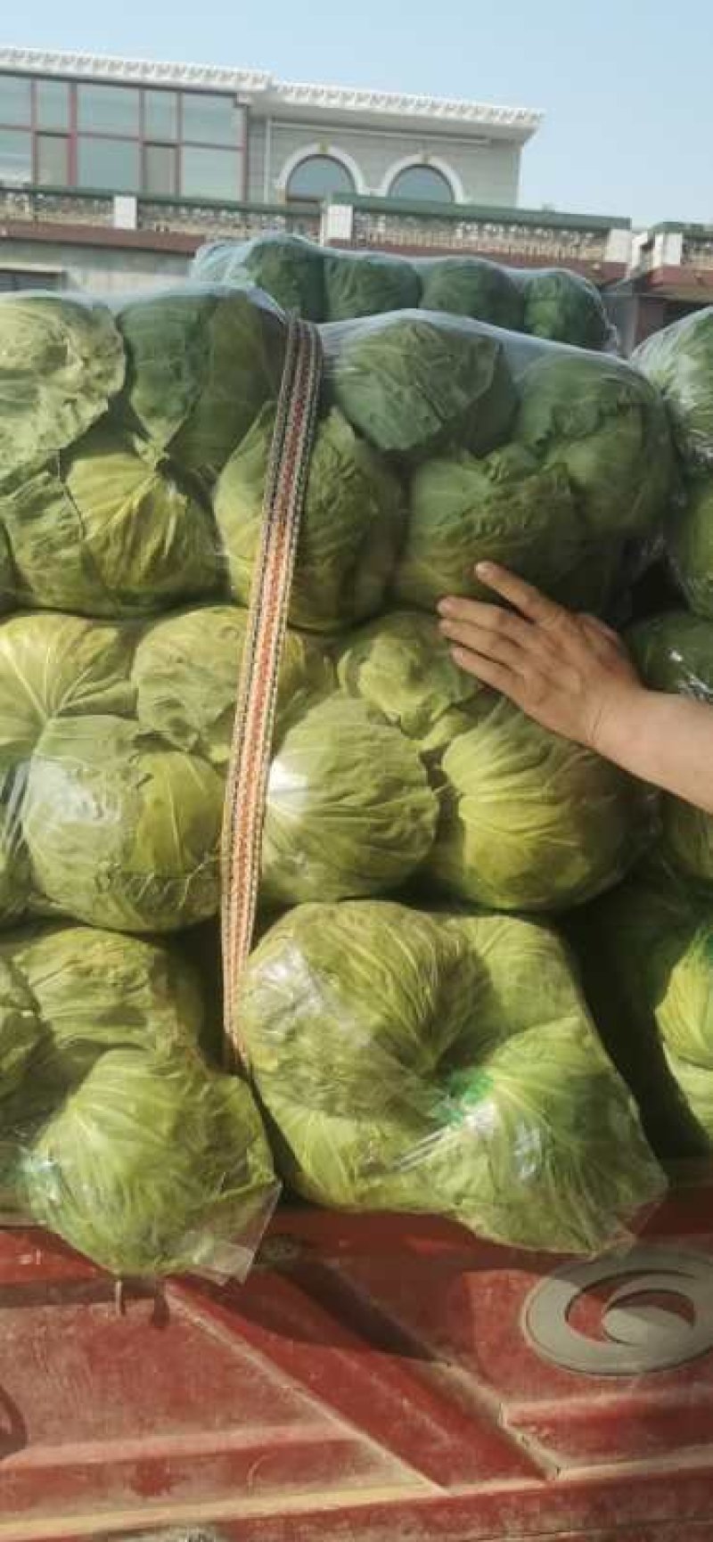 精品袋装甘蓝，大量供应，欢迎下单，诚信经营