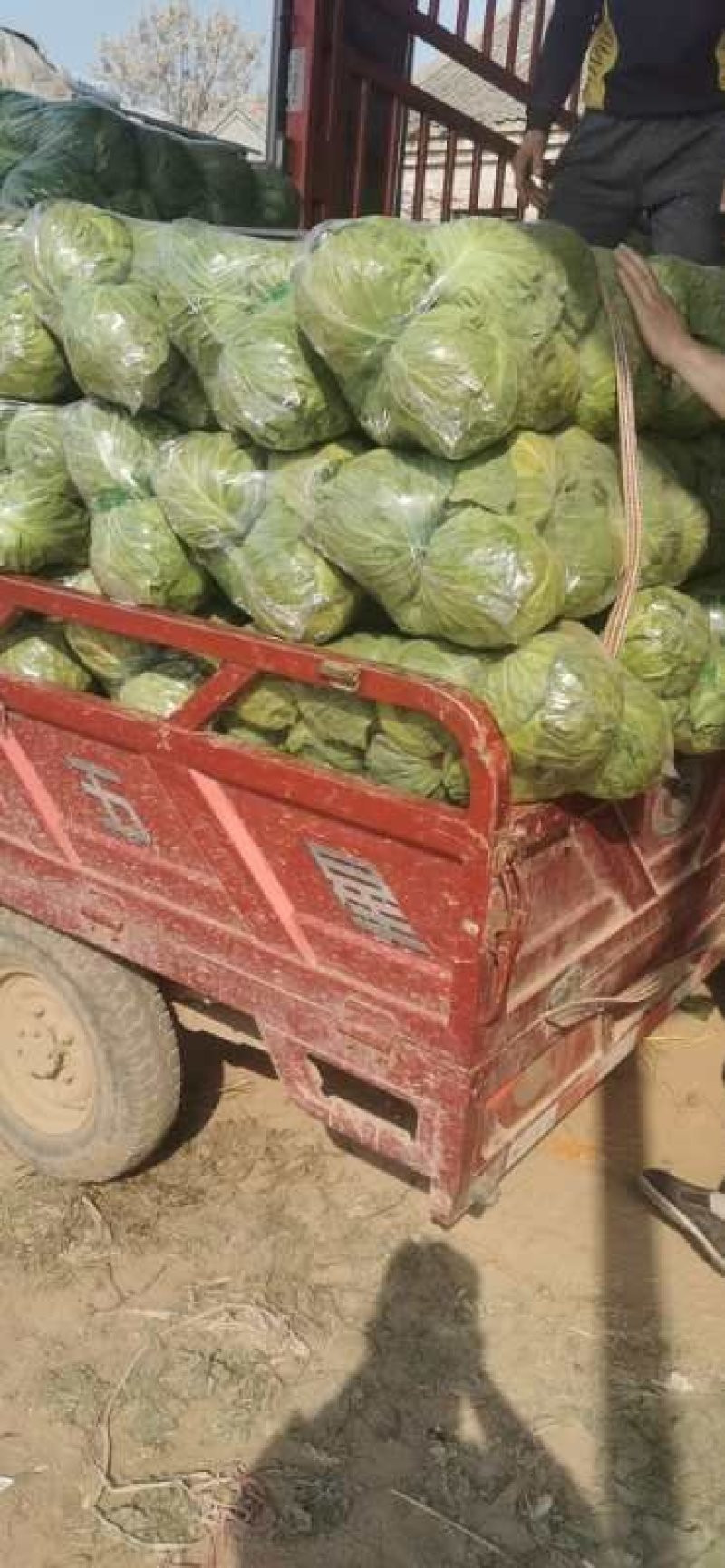 精品袋装甘蓝，大量供应，欢迎下单，诚信经营