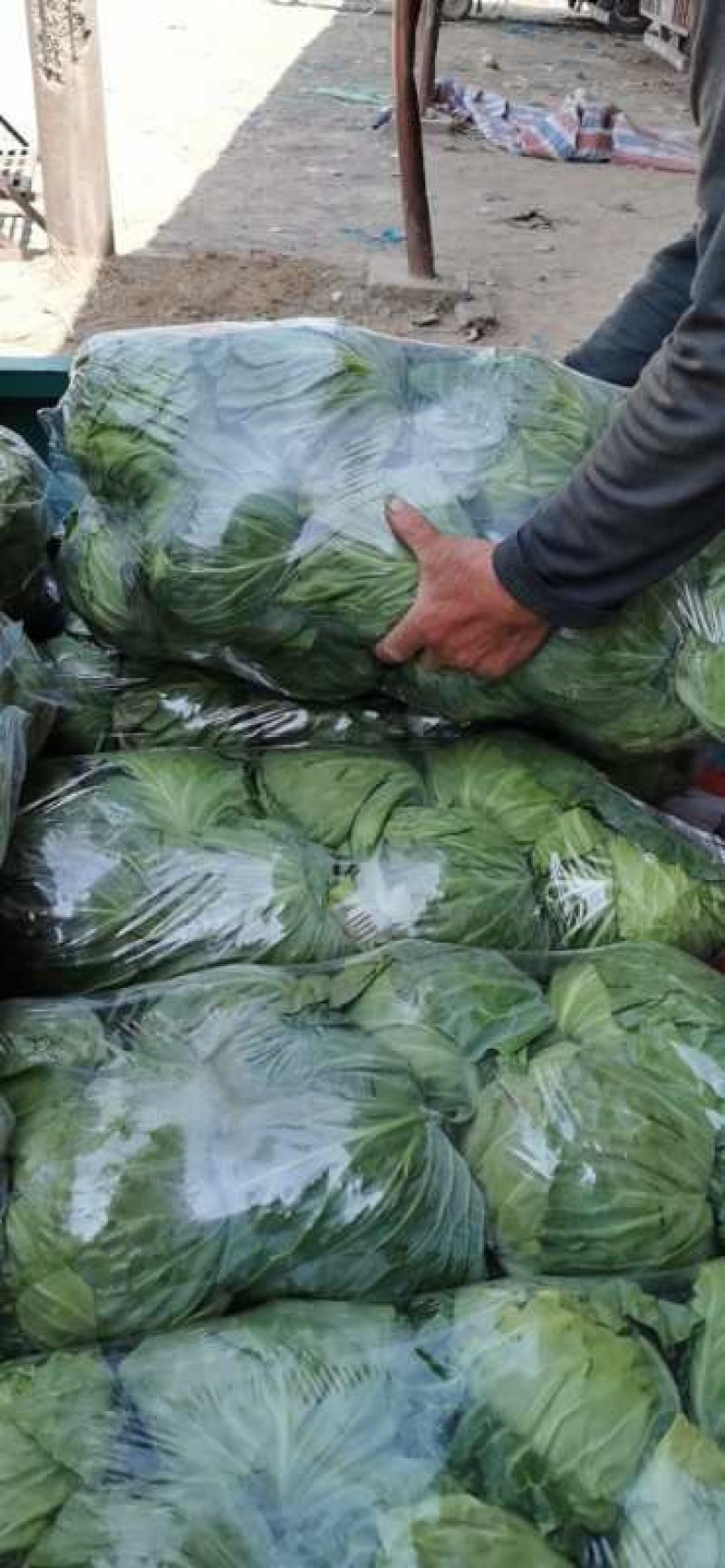 精品袋装甘蓝，大量供应，欢迎下单，诚信经营
