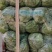 精品袋装甘蓝，大量供应，欢迎下单，诚信经营