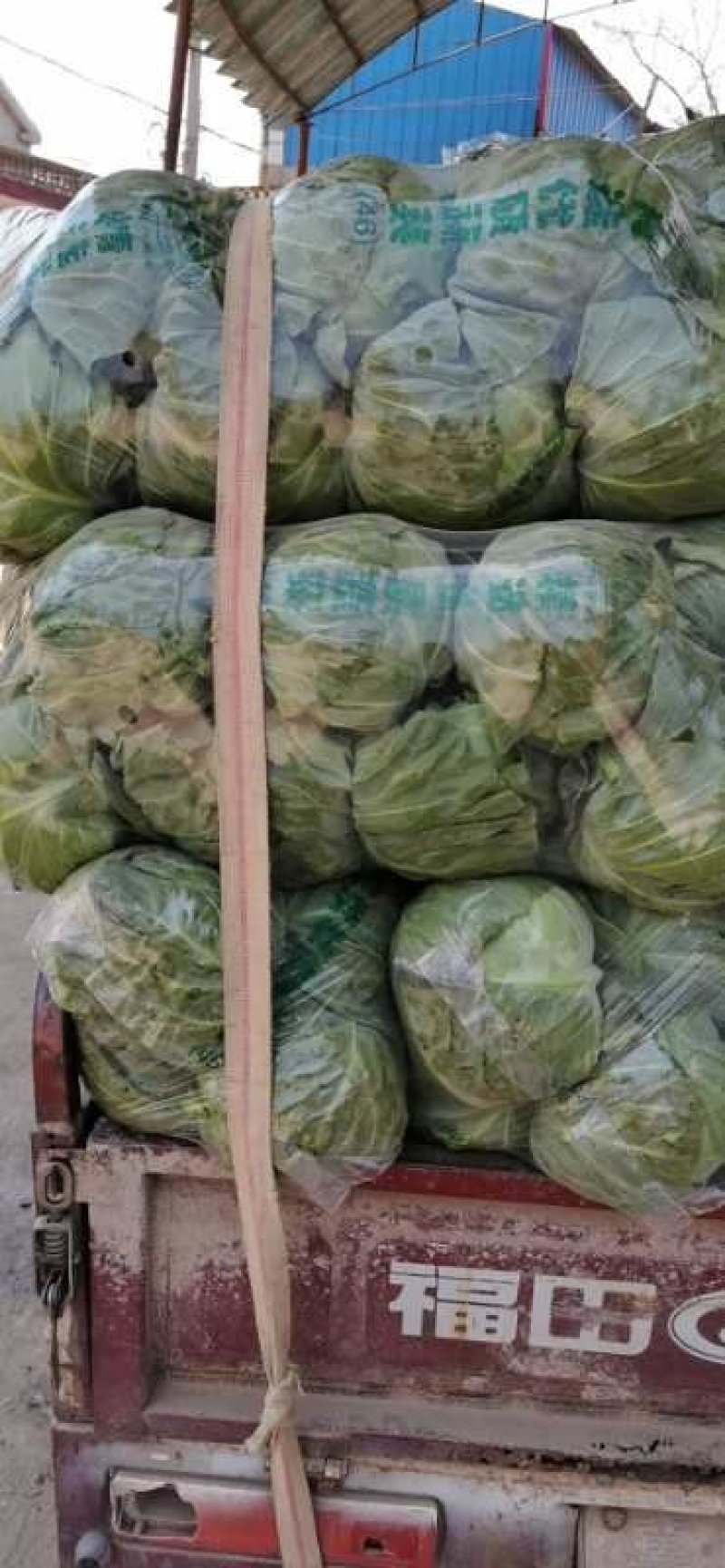 精品袋装甘蓝，大量供应，欢迎下单，诚信经营