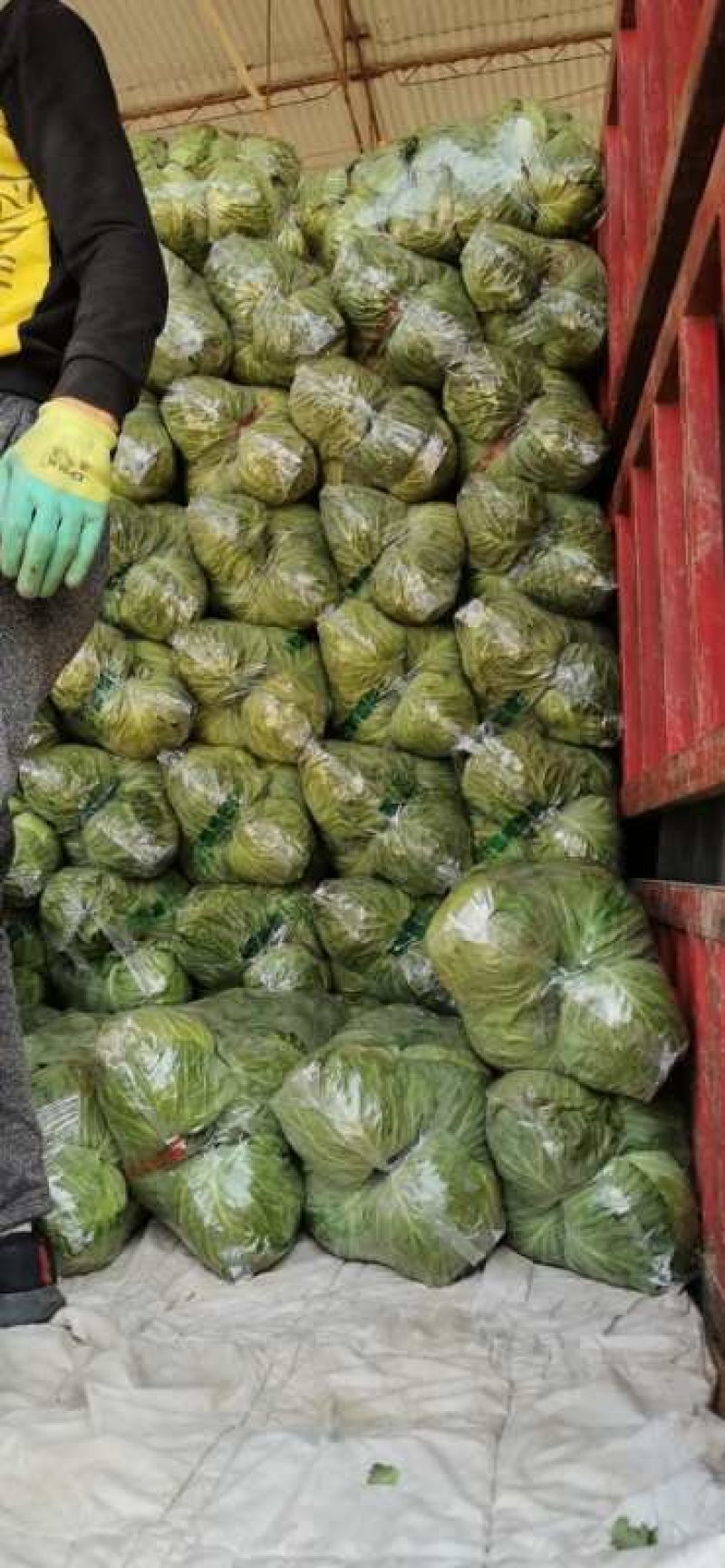精品袋装甘蓝，大量供应，欢迎下单，诚信经营