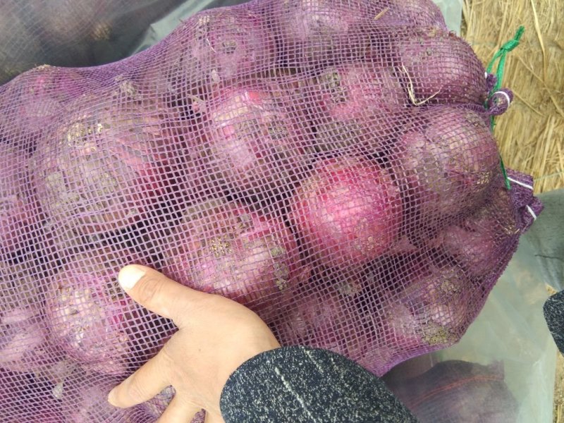 早熟洋葱大量上市，有需要的新老客户请联系我，价格美丽！