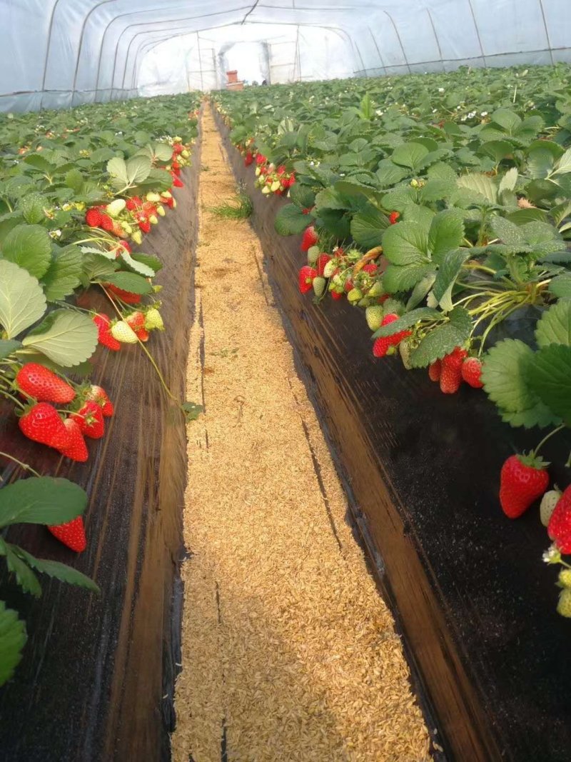 甜宝草莓苗优质苗假植苗无病虫害提供技术指导