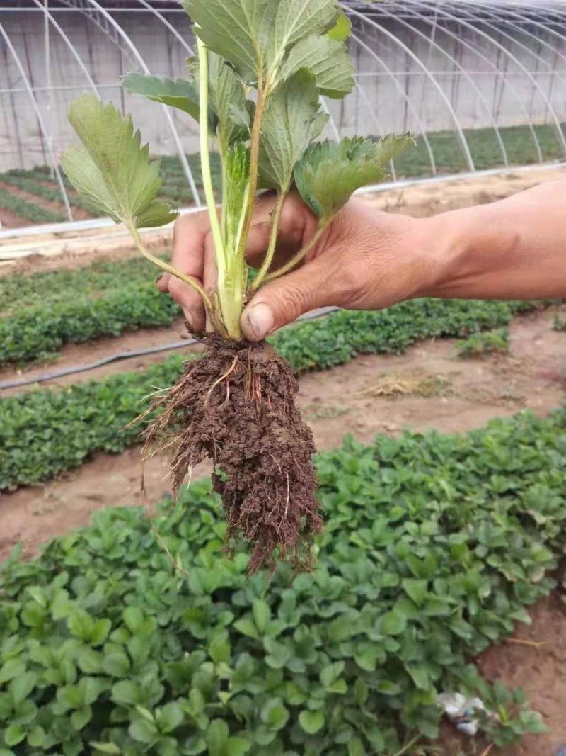 甜宝草莓苗假植苗无病虫害产量高