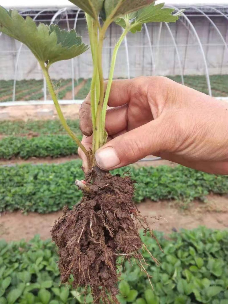 章姬草莓苗假植苗无病虫害产量高提供技术指导