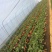 章姬草莓苗假植苗无病虫害产量高提供技术指导