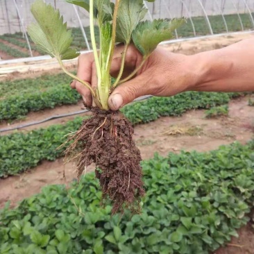 章姬草莓苗假植苗无病虫害产量高提供技术指导