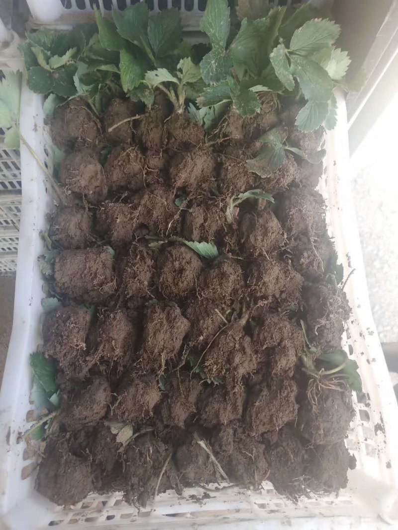 章姬草莓苗假植苗无病虫害产量高提供技术指导