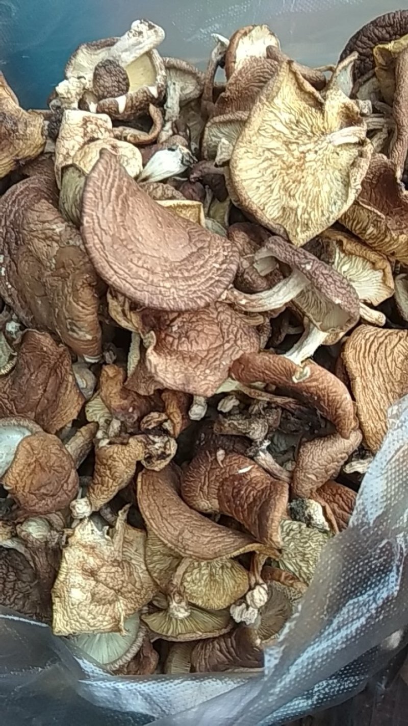 野生生态干香菇质量保证