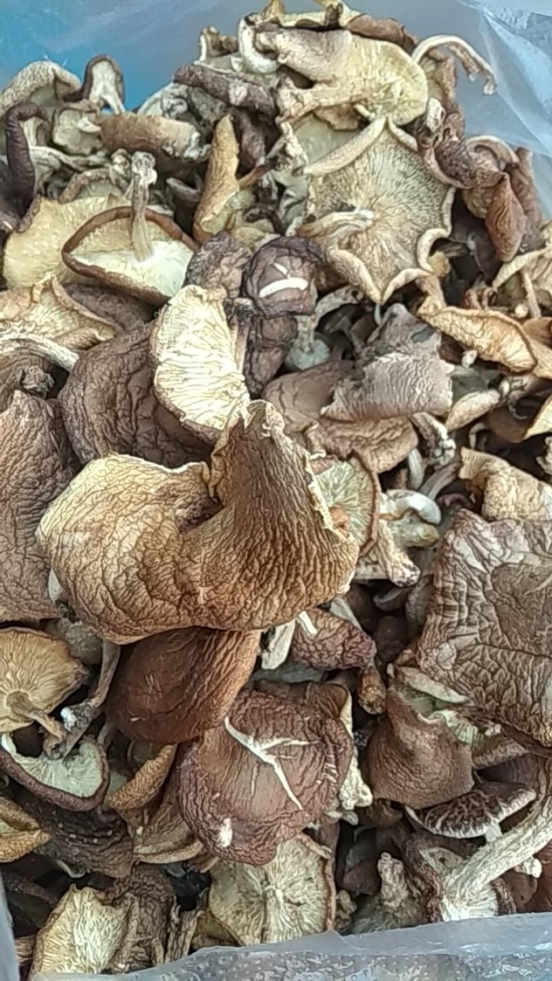 野生生态干香菇质量保证