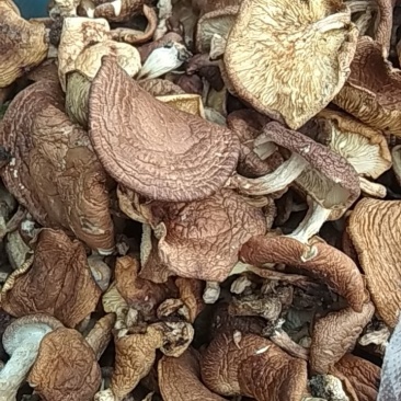 野生生态干香菇质量保证