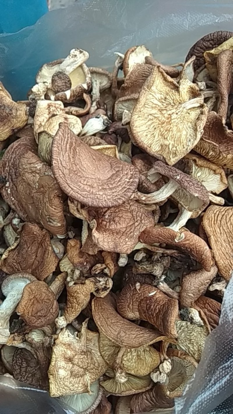 野生生态干香菇质量保证