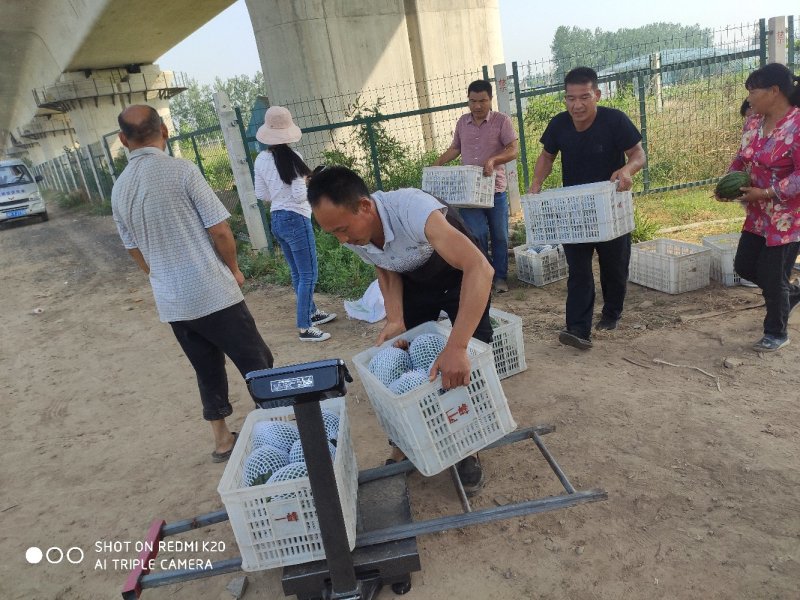 小吊瓜2KL600产地一手货源，价格便宜，诚信经营