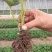 章姬草莓苗假植苗优质苗产量高无病虫害