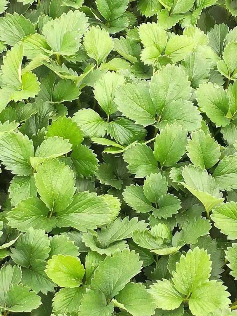 章姬草莓苗假植苗优质苗产量高无病虫害