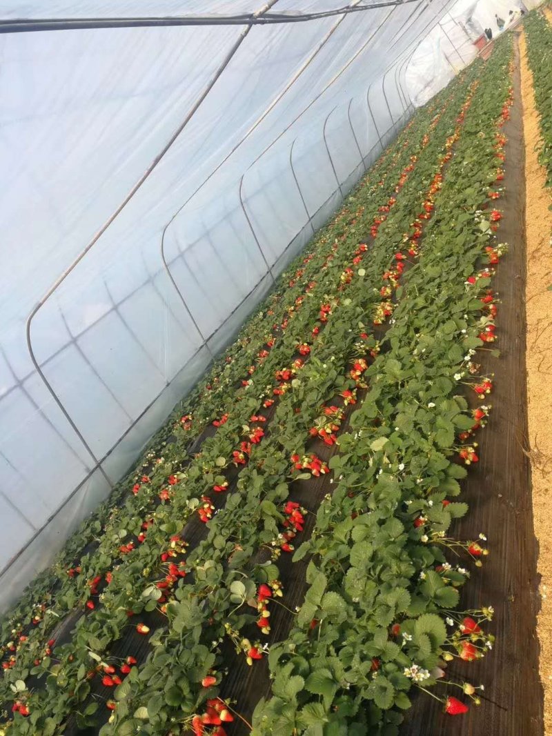 章姬草莓苗假植苗优质苗产量高无病虫害