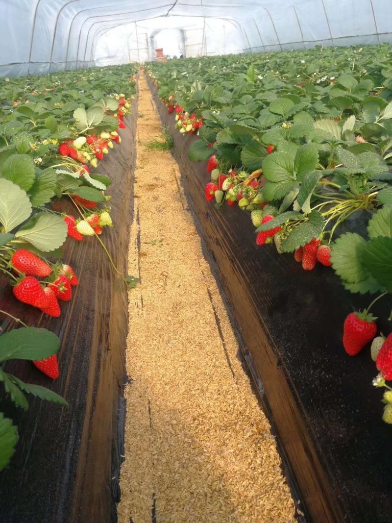 章姬草莓苗假植苗优质苗产量高无病虫害