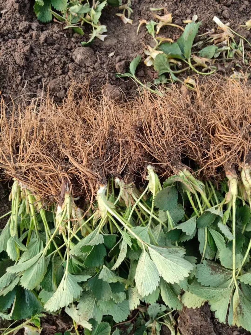 章姬草莓苗假植苗优质苗产量高无病虫害