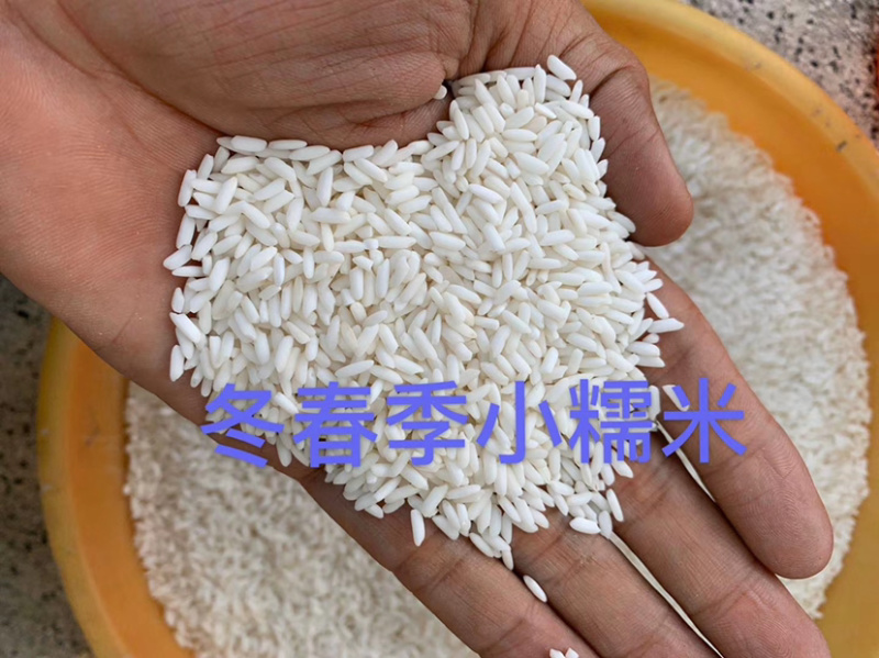 越南糯米冬春季大颗粒小颗粒