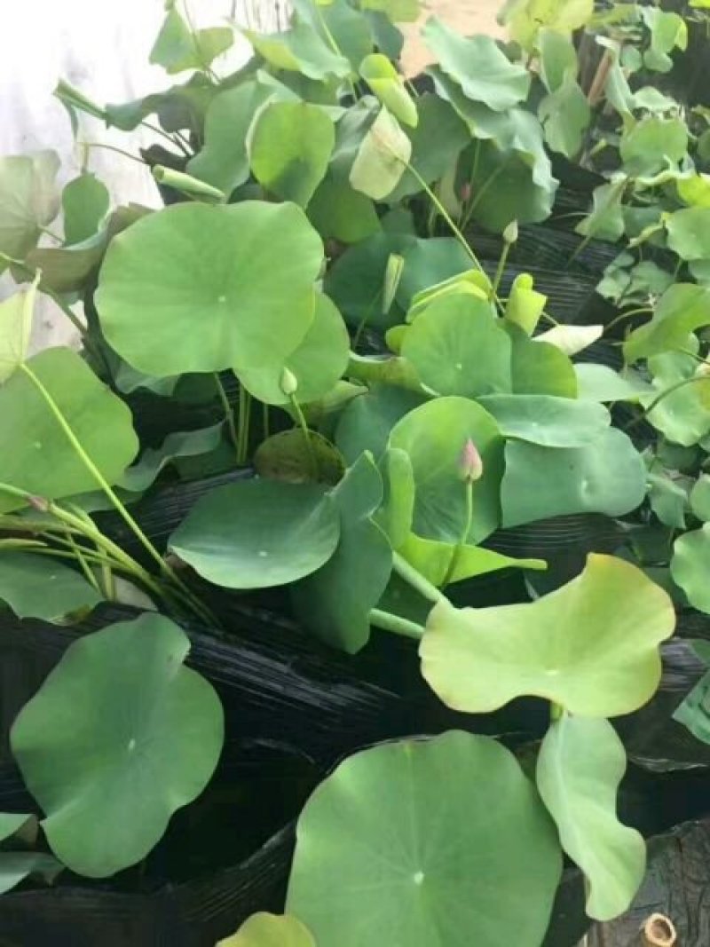 盆栽荷花.白色盆栽荷花黄色荷花盆栽