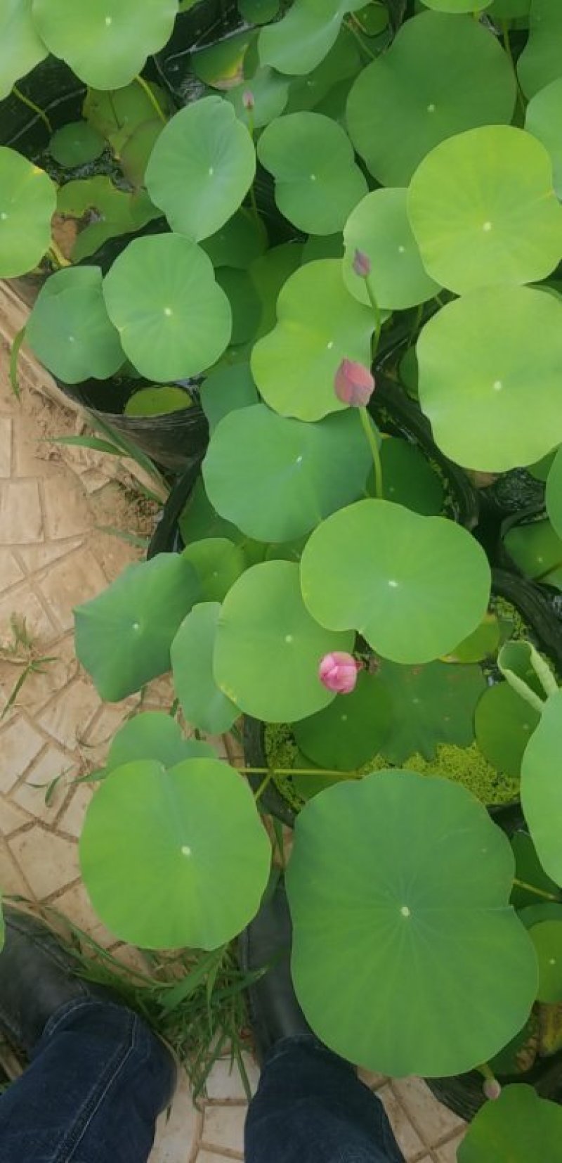 盆栽荷花.白色盆栽荷花黄色荷花盆栽