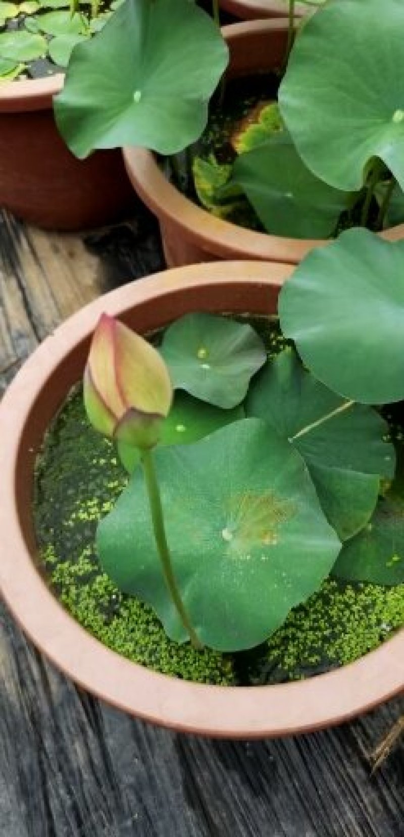 盆栽荷花.白色盆栽荷花黄色荷花盆栽