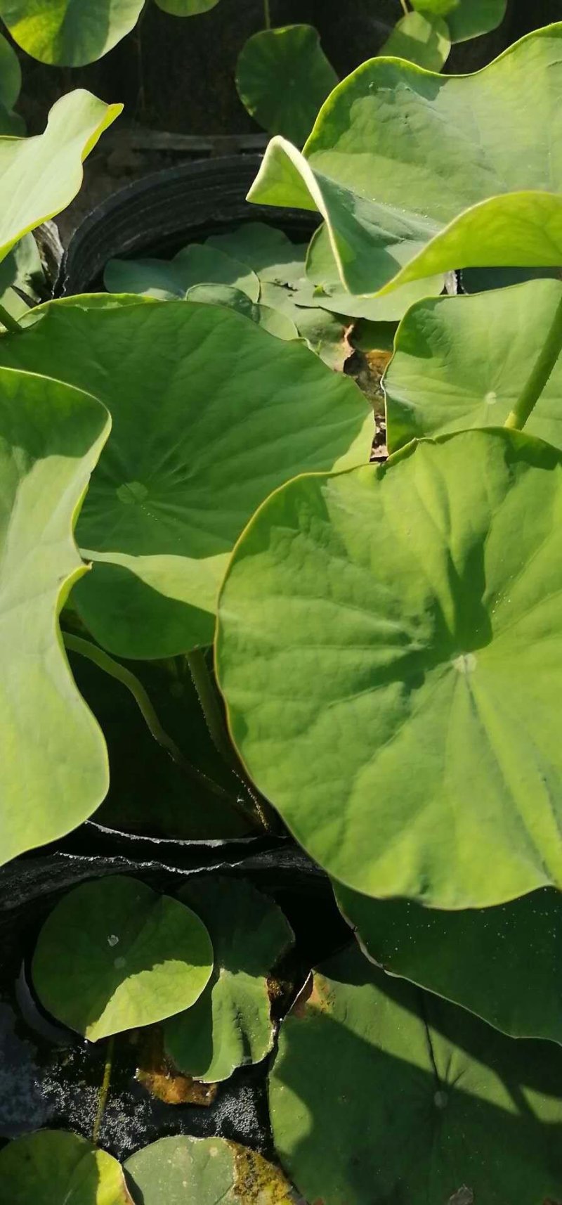 盆栽荷花.白色盆栽荷花黄色荷花盆栽