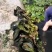盆栽荷花.白色盆栽荷花黄色荷花盆栽