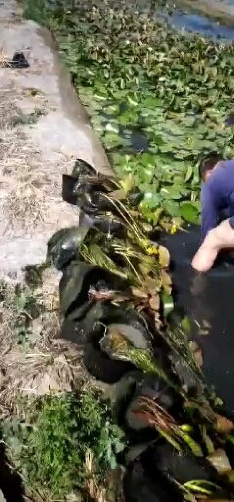 盆栽荷花.白色盆栽荷花黄色荷花盆栽