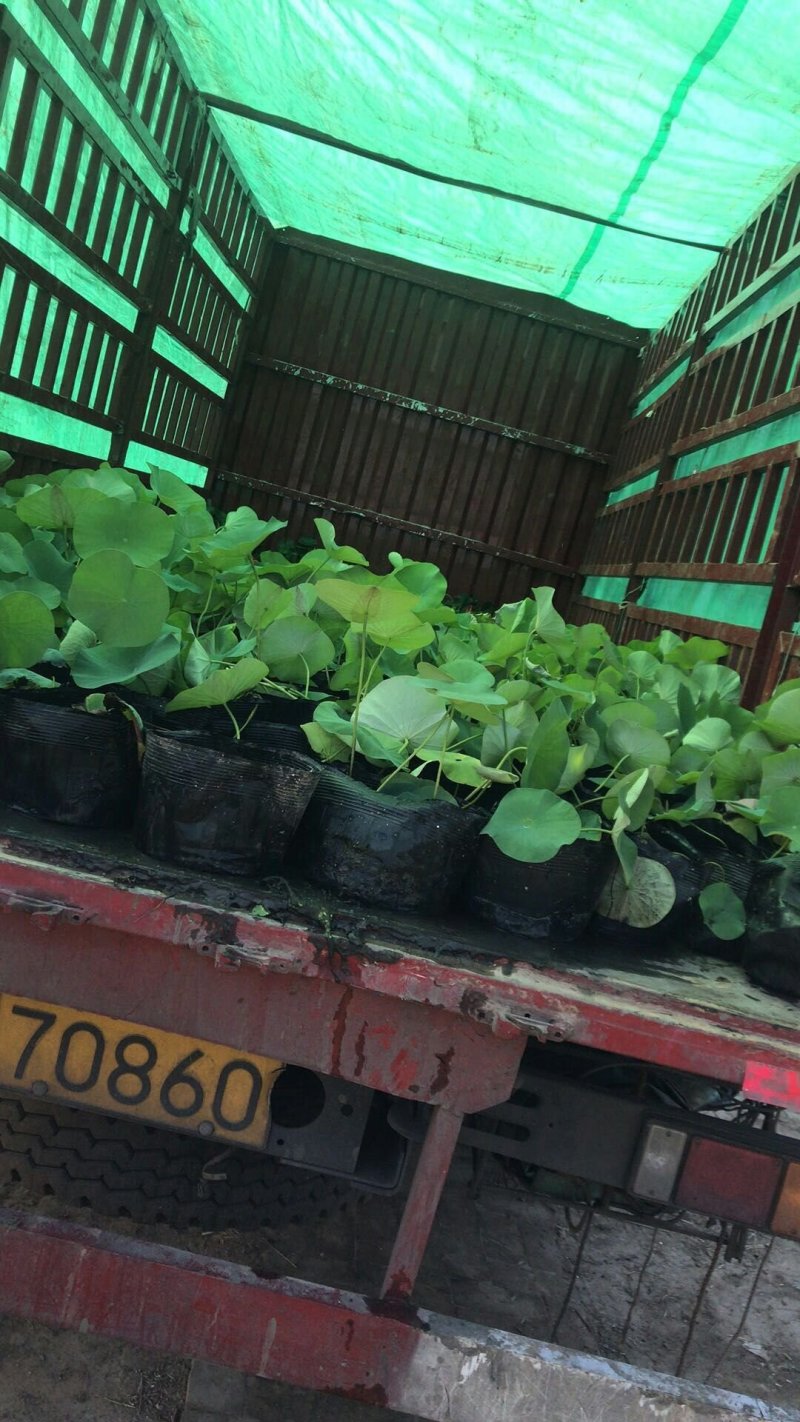 盆栽荷花.白色盆栽荷花黄色荷花盆栽