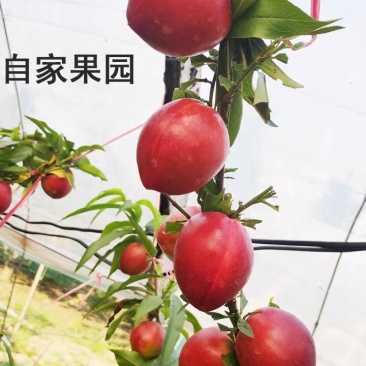 大量油桃，现场看货，好不好吃你来看