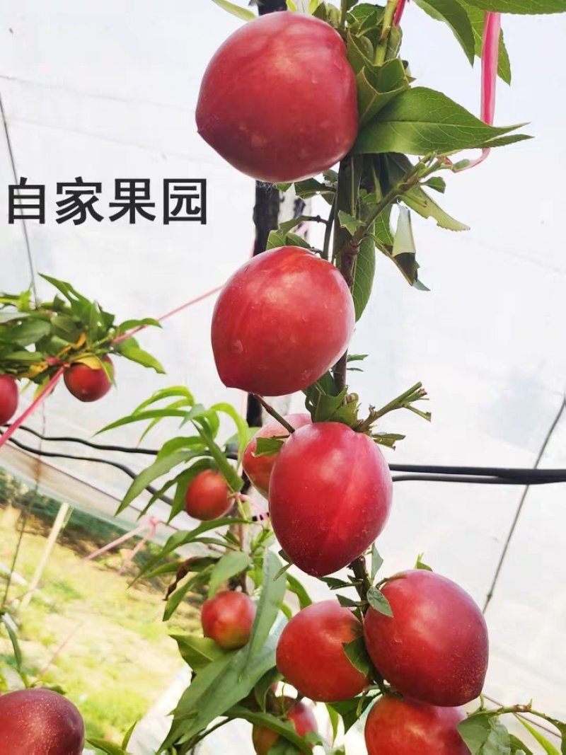 大量油桃，现场看货，好不好吃你来看