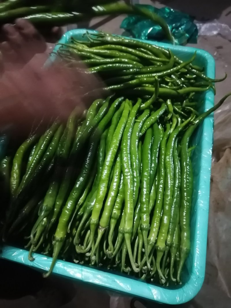 精品线椒，量大从优！保质保量！可视频看货，也可实地考察！