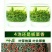 陕西省汉中市西乡炒青，特炒