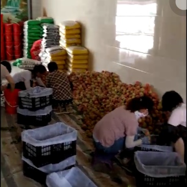 毛桃早熟品种新选5号大量供应