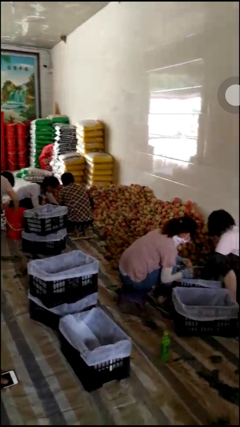 毛桃早熟品种新选5号大量供应