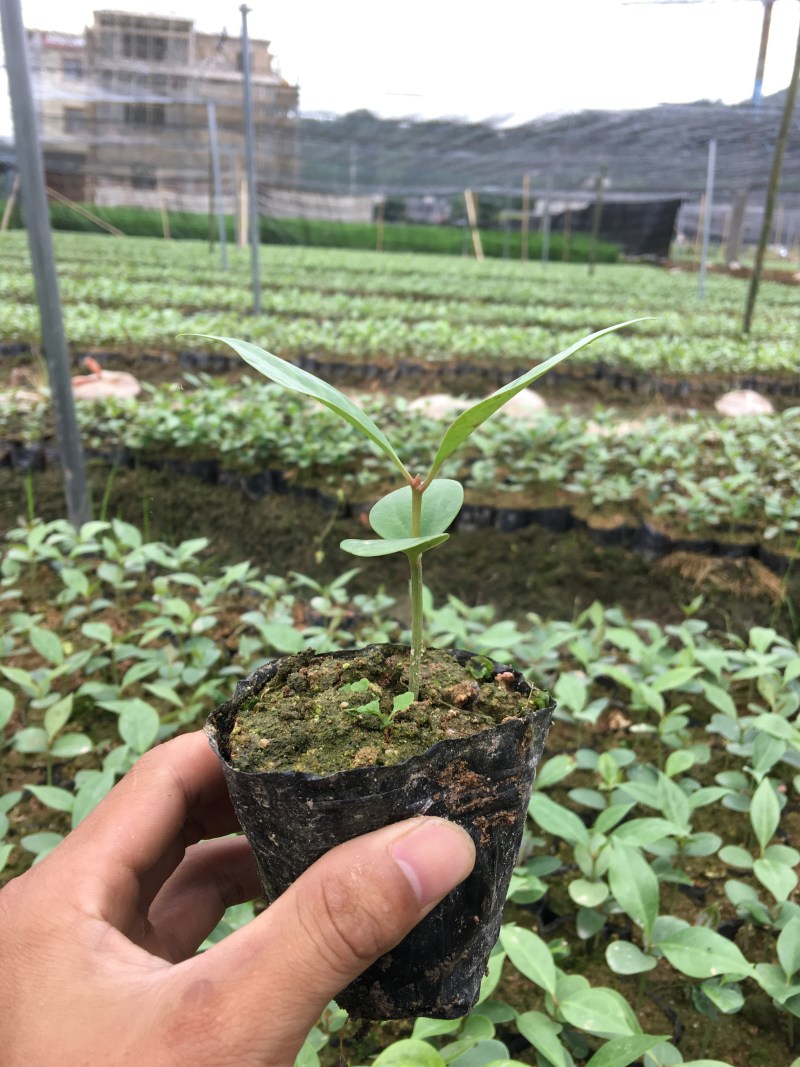 八角小苗优质大红八角种子小苗苗圃基地