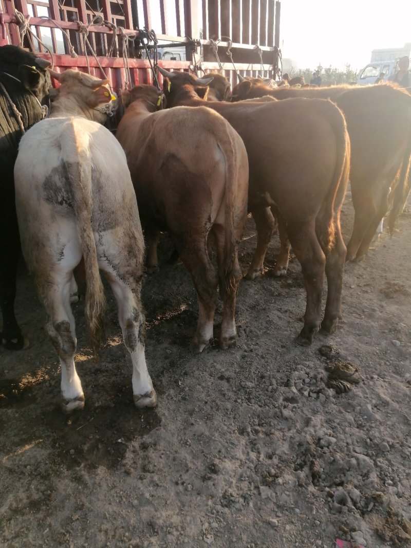 【肉牛】公牛，肉牛，出肉率高，产地直购包成活
