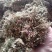 金银花，野生金银花！
