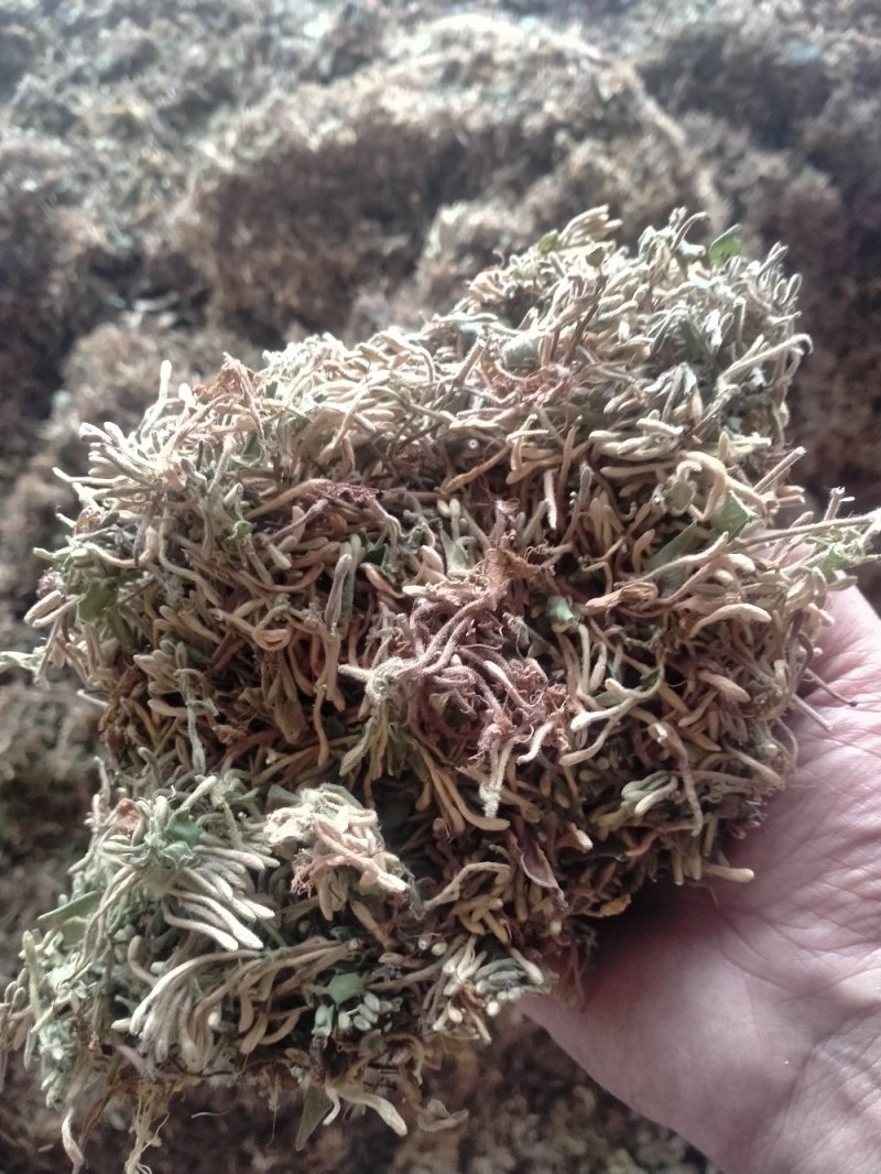 金银花，野生金银花！