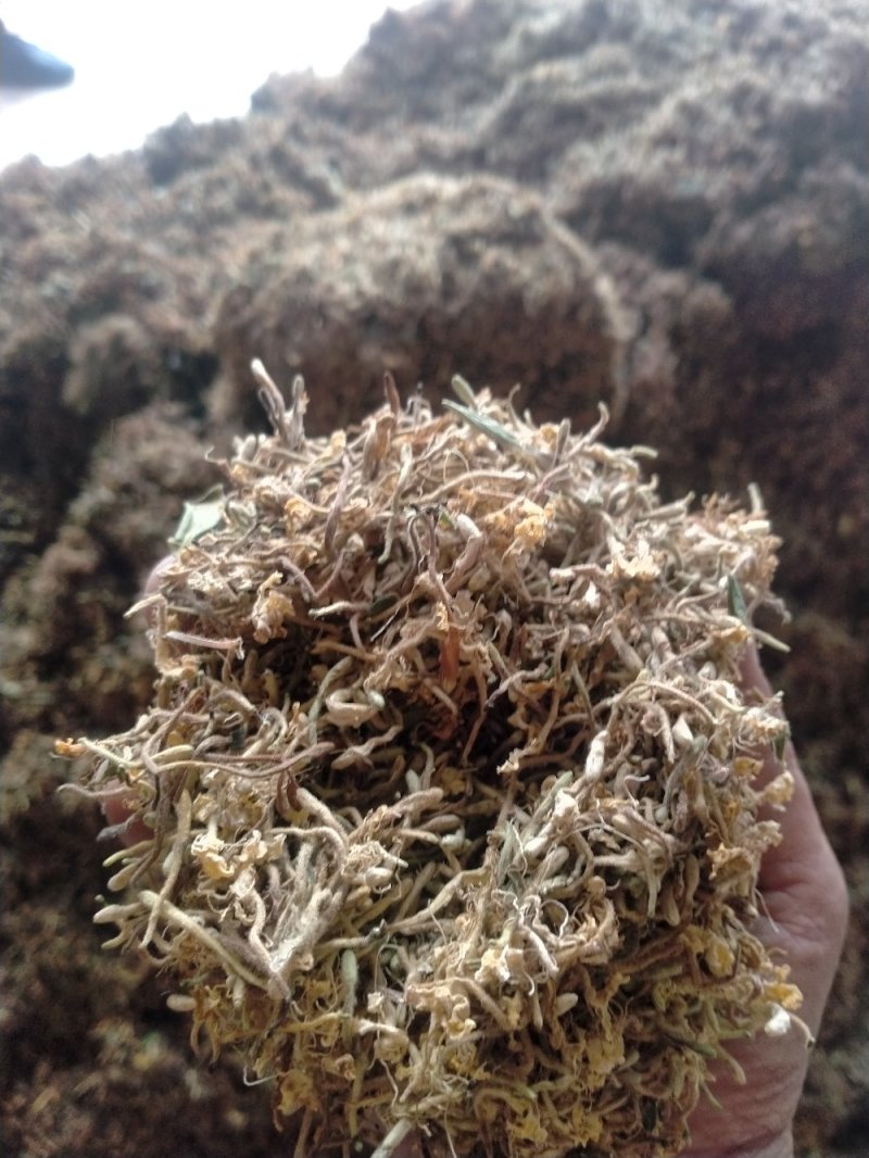 金银花，野生金银花！