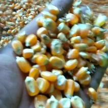 大量出售贵州干玉米，质量保证，品种不一样。