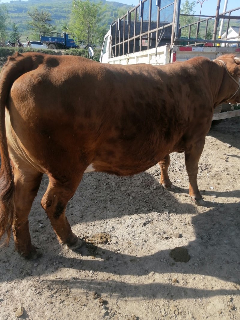 甘肃特色肉牛出肉率高产地直发包成活可视频看货