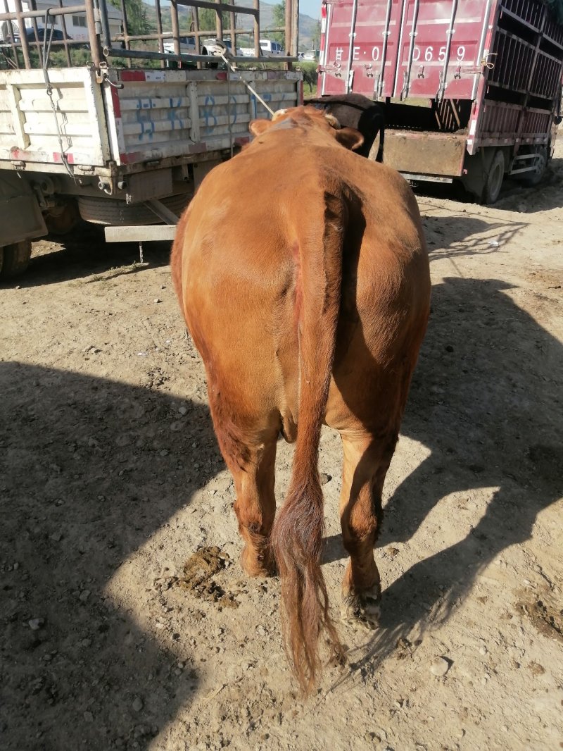 甘肃特色肉牛出肉率高产地直发包成活可视频看货