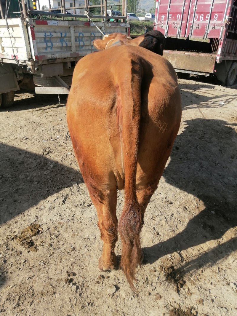 甘肃特色肉牛出肉率高产地直发包成活可视频看货