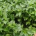 高产早熟高辣艳红高辣天宇辣椒苗