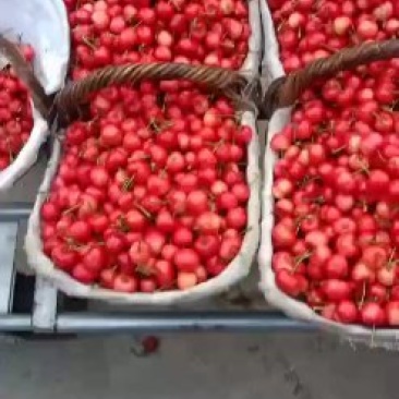 樱桃