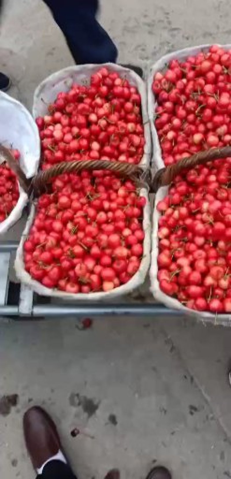 樱桃