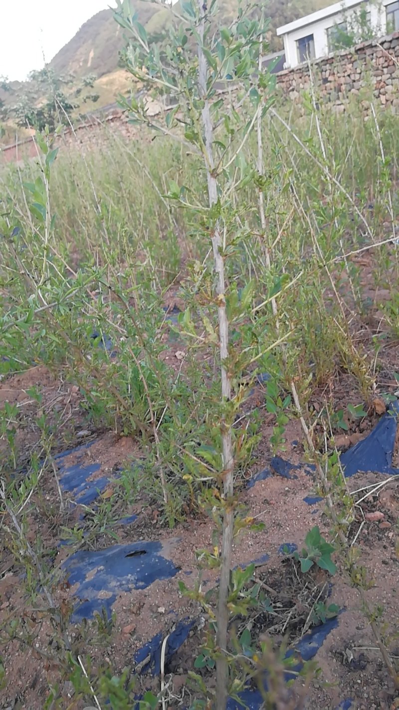 产地直销枸杞苗，新货，占地挂果防风沙绿化，各种规格任您选